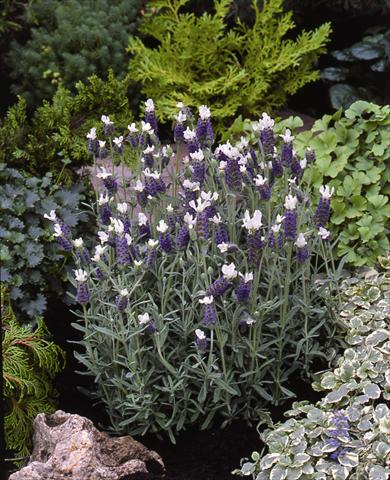 foto van een variëteit aan bloemen, te gebruiken als: Perkplant / Borders Lavandula stoechas Little Bee Blue White Improved