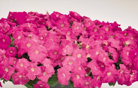 foto van een variëteit aan bloemen, te gebruiken als: Pot - en perkplant Petunia hybrida Success Rose
