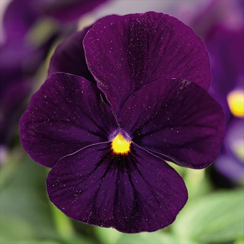 foto van een variëteit aan bloemen, te gebruiken als: Pot - en perkplant Viola cornuta Admire™ Deep Blue