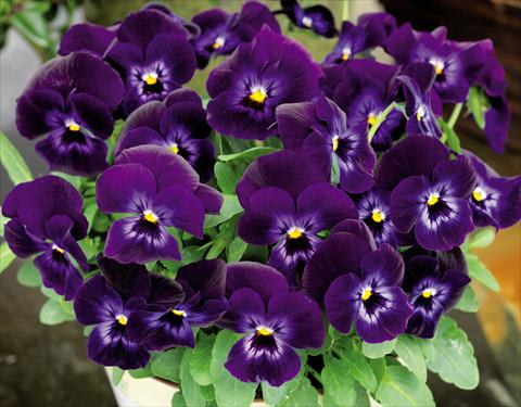 foto van een variëteit aan bloemen, te gebruiken als: Pot - en perkplant Viola cornuta Admire™ Denim