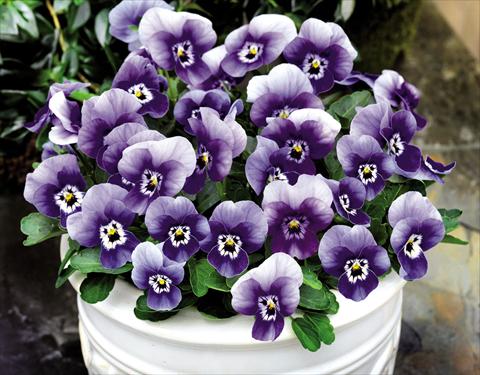 foto van een variëteit aan bloemen, te gebruiken als: Pot - en perkplant Viola cornuta Admire™ Marina