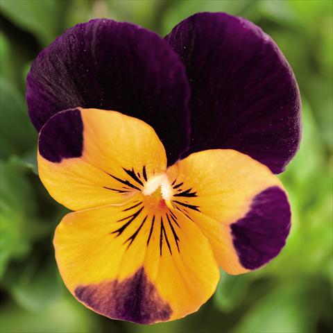 foto van een variëteit aan bloemen, te gebruiken als: Pot - en perkplant Viola cornuta Admire™ Orange Purple Wing