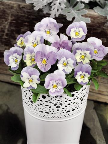 foto van een variëteit aan bloemen, te gebruiken als: Pot - en perkplant Viola cornuta Admire™ Pink Surprise