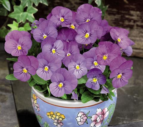 foto van een variëteit aan bloemen, te gebruiken als: Pot - en perkplant Viola cornuta Admire™ Pink