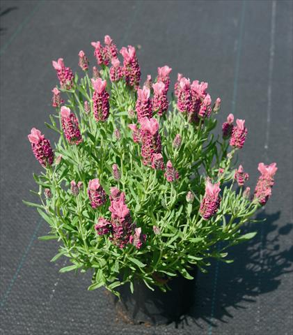foto van een variëteit aan bloemen, te gebruiken als: Perkplant / Borders Lavandula stoechas Little Bee Deep Rose