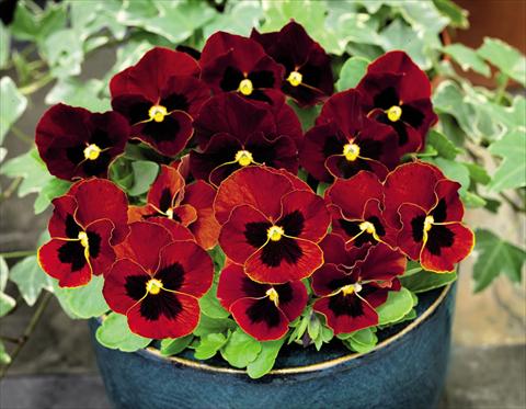 foto van een variëteit aan bloemen, te gebruiken als: Pot - en perkplant Viola cornuta Admire™ Red Blotch