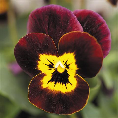 foto van een variëteit aan bloemen, te gebruiken als: Pot - en perkplant Viola cornuta Admire™ Ruby Gold
