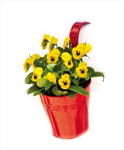 foto van een variëteit aan bloemen, te gebruiken als: Pot - en perkplant Viola cornuta Admire™ Yellow Blotch