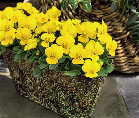 foto van een variëteit aan bloemen, te gebruiken als: Pot - en perkplant Viola cornuta Admire™ Yellow
