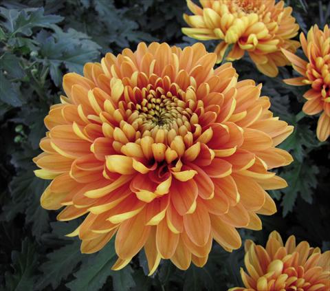 foto van een variëteit aan bloemen, te gebruiken als: Pot Chrysanthemum Alexia