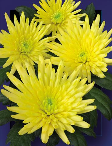 foto van een variëteit aan bloemen, te gebruiken als: Snijbloemen Chrysanthemum Carolle Yellow