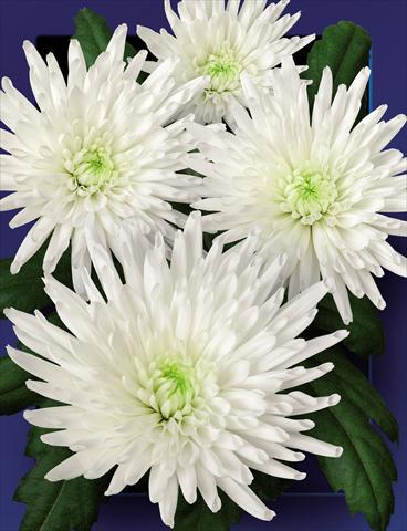 foto van een variëteit aan bloemen, te gebruiken als: Snijbloemen Chrysanthemum Carolle