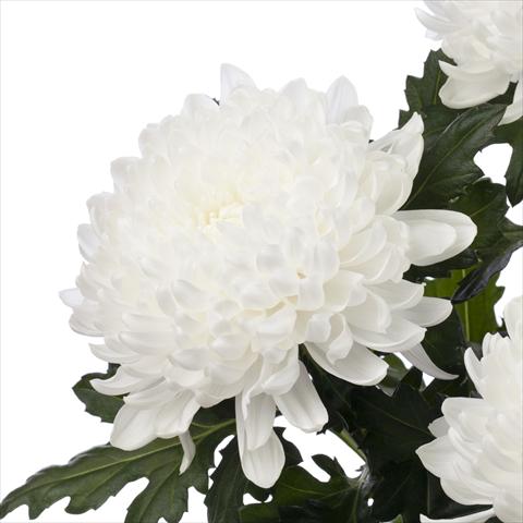 foto van een variëteit aan bloemen, te gebruiken als: Pot Chrysanthemum Gagarin