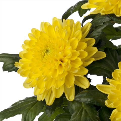 foto van een variëteit aan bloemen, te gebruiken als: Snijbloemen Chrysanthemum Rossano Yellow