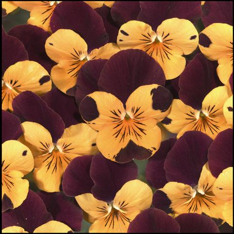 foto van een variëteit aan bloemen, te gebruiken als: Perkplant / Borders Viola cornuta Callisto Orange with Red Wing