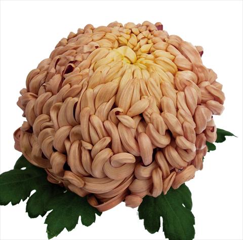 foto van een variëteit aan bloemen, te gebruiken als: Pot Chrysanthemum Vienna Copper