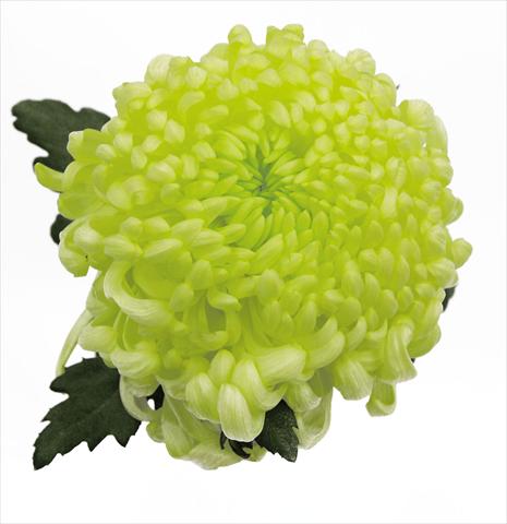 foto van een variëteit aan bloemen, te gebruiken als: Pot Chrysanthemum Vienna Cream