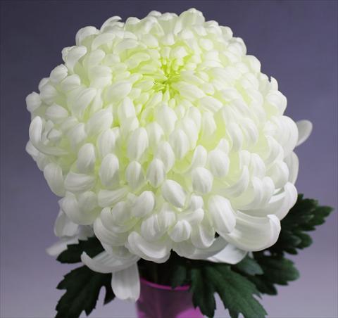 foto van een variëteit aan bloemen, te gebruiken als: Pot Chrysanthemum Vienna White