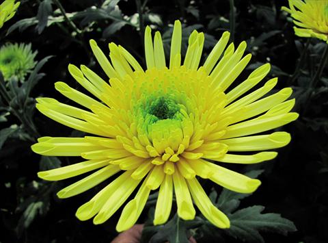 foto van een variëteit aan bloemen, te gebruiken als: Snijbloemen Chrysanthemum Yarada