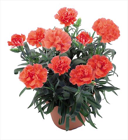 foto van een variëteit aan bloemen, te gebruiken als: Pot Dianthus caryophyllus Capriccio Coral