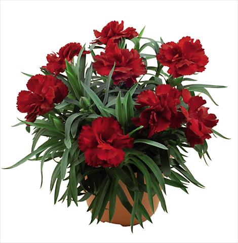 foto van een variëteit aan bloemen, te gebruiken als: Pot Dianthus caryophyllus Capriccio Dark Red