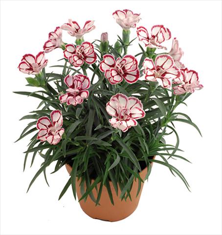 foto van een variëteit aan bloemen, te gebruiken als: Pot Dianthus caryophyllus Capriccio Fancy Crimson