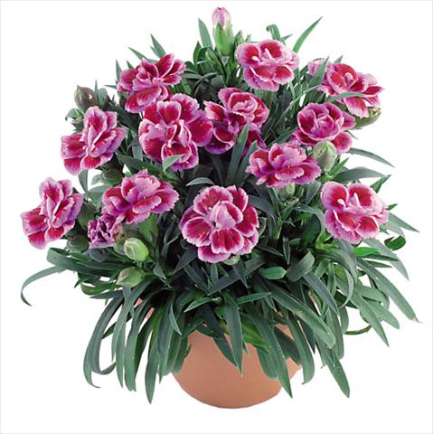 foto van een variëteit aan bloemen, te gebruiken als: Pot Dianthus caryophyllus Capriccio Fancy Violet