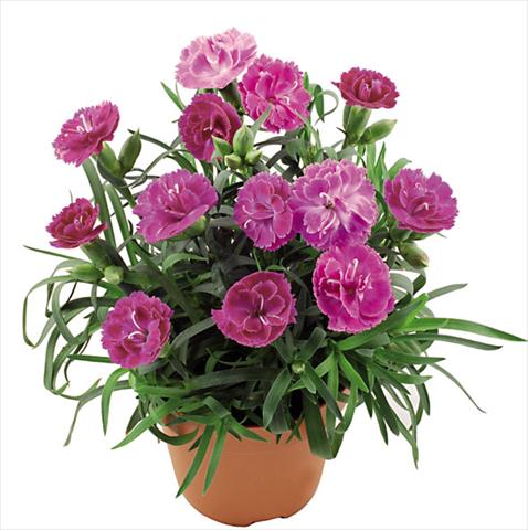 foto van een variëteit aan bloemen, te gebruiken als: Pot Dianthus caryophyllus Capriccio Lavender