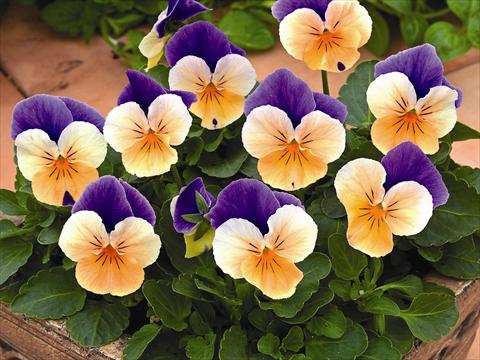 foto van een variëteit aan bloemen, te gebruiken als: Perkplant / Borders Viola cornuta Callisto Peach Duet