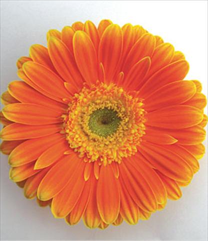 foto van een variëteit aan bloemen, te gebruiken als: Pot Gerbera jamesonii Kyllian Arancio
