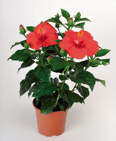 foto van een variëteit aan bloemen, te gebruiken als: Pot Hibiscus rosa-sinensis Porto