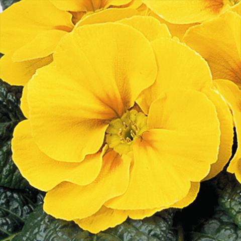 foto van een variëteit aan bloemen, te gebruiken als: Korf / Pot Primula acaulis, veris, vulgaris Maxi Yellow with Eye