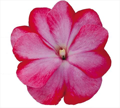 foto van een variëteit aan bloemen, te gebruiken als: Perkplant, potplant of korfplant Impatiens N. Guinea RE-AL Galaxy Tiago Bicolore rosa rosso