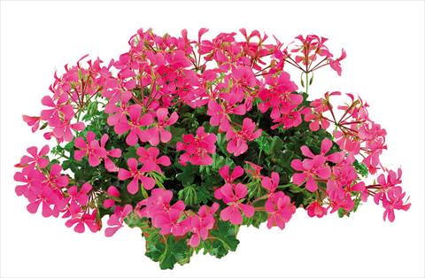 foto van een variëteit aan bloemen, te gebruiken als: Pot Pelargonium peltatum Joker Hot Pink