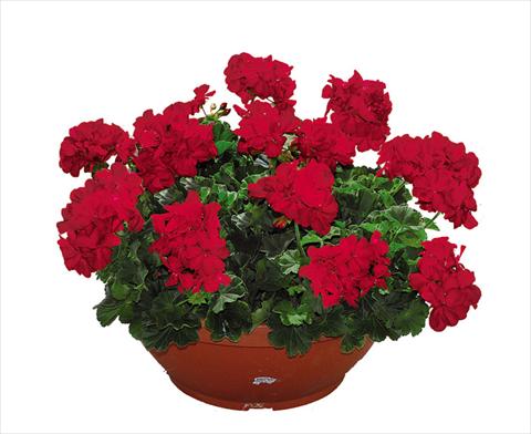 foto van een variëteit aan bloemen, te gebruiken als: Pot Pelargonium zonale Openeyes Cherry Red