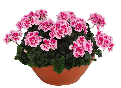 foto van een variëteit aan bloemen, te gebruiken als: Pot Pelargonium zonale Openeyes Pink Fucsia Splash
