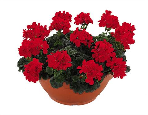 foto van een variëteit aan bloemen, te gebruiken als: Pot Pelargonium zonale Openeyes Shaggy Red