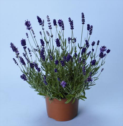 foto van een variëteit aan bloemen, te gebruiken als: Perkplant / Borders Lavandula angustifolia Ellagance