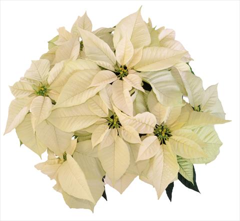foto van een variëteit aan bloemen, te gebruiken als: Pot Poinsettia - Euphorbia pulcherrima RE-AL Snowball
