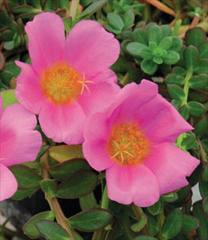 foto van een variëteit aan bloemen, te gebruiken als: Pot Portulaca Electric Pink
