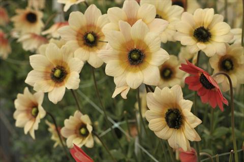 foto van een variëteit aan bloemen, te gebruiken als: Snijbloemen Anemone coronaria L. Concerto