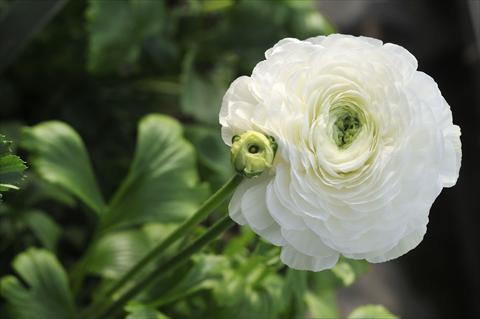 foto van een variëteit aan bloemen, te gebruiken als: Snijbloemen Ranunculus asiaticus Elegance Bianco