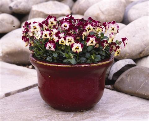 foto van een variëteit aan bloemen, te gebruiken als: Perkplant / Borders Viola cornuta Valentine