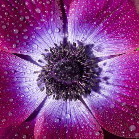 foto van een variëteit aan bloemen, te gebruiken als: Snijbloemen Anemone coronaria L. Mistral Magenta