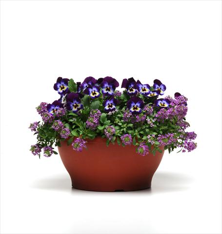 foto van een variëteit aan bloemen, te gebruiken als: Korf / Pot 2 Combo Coloursgames Purple Cotton