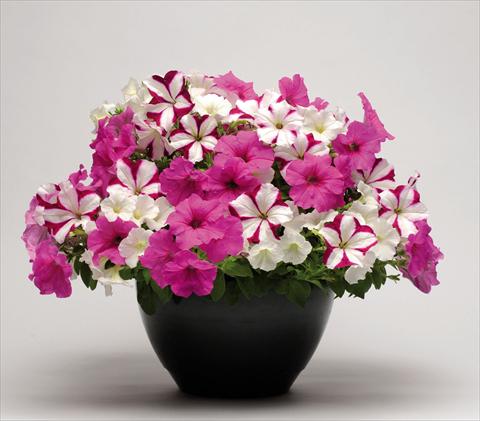 foto van een variëteit aan bloemen, te gebruiken als: Korf / Pot 2 Combo Couloursgames Strawberry Pie