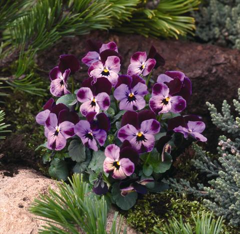 foto van een variëteit aan bloemen, te gebruiken als: Perkplant / Borders Viola cornuta Pierrot F1