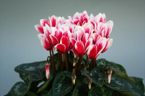 foto van een variëteit aan bloemen, te gebruiken als: Pot Cyclamen persicum mini Mini ciclamino Picola Shine Red