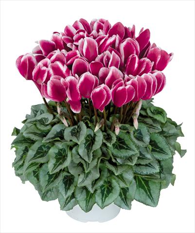foto van een variëteit aan bloemen, te gebruiken als: Pot Cyclamen persicum Halios fantasia Magenta Decora