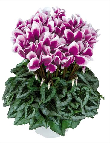 foto van een variëteit aan bloemen, te gebruiken als: Pot Cyclamen persicum Halios Fantasia Violet Foncé Decora